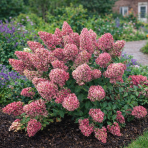 Hortenzia metlinatá (Hydrangea paniculata)  ´LIVING PINKY PROMISE´ - výška 30-40 cm, kont. C3L